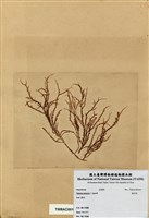藏品(巢沙菜)的圖片